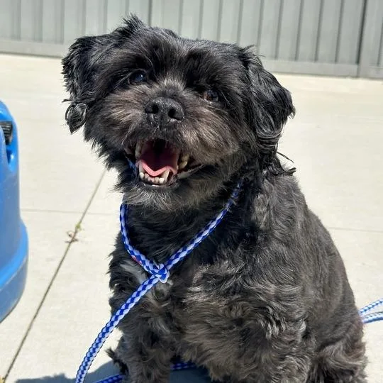 An adult medium-sized female Black Mixed Breed dog named Lola for adoption in Matteson, IL