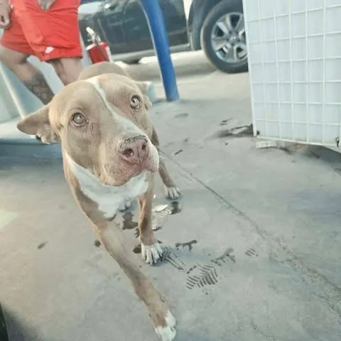 An adult medium-sized male Brown / Chocolate Pit Bull Terrier dog named Rico Suave for adoption in Alma, WI
