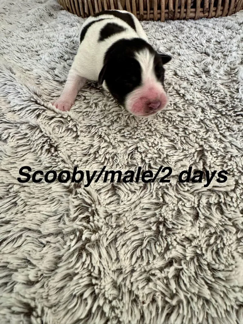 A baby medium-sized male Border Collie dog named Scooby for adoption in North Bend, OR