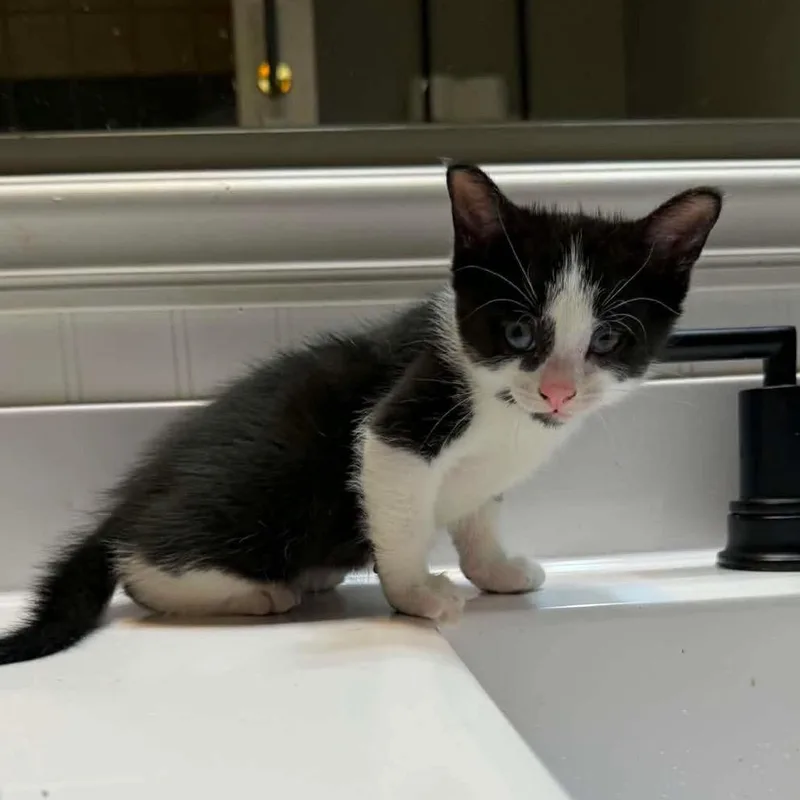 A baby small-sized male Black Domestic Short Hair cat named Dazzle for adoption in Wichita, KS