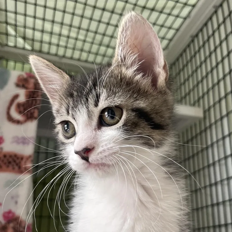 A baby small-sized male Brown / Chocolate Domestic Short Hair cat named Dickory for adoption in Chicago, IL