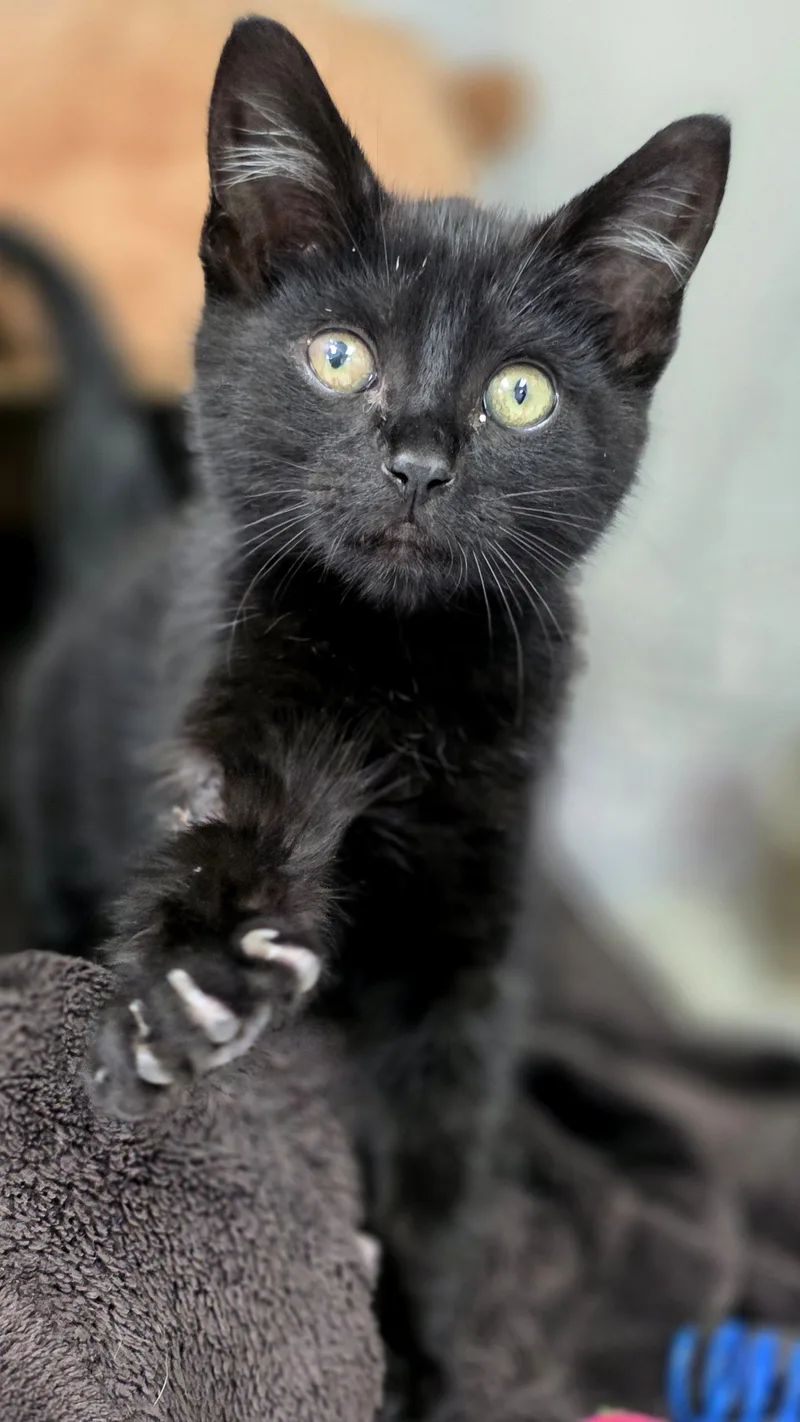 A baby medium-sized male Black Domestic Short Hair cat named Jägermeister for adoption in Beaverton, OR
