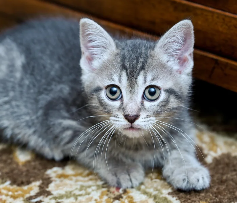 A baby medium-sized male Tabby (Gray / Blue / Silver) Tabby cat named Flipper for adoption in Chattanooga, TN