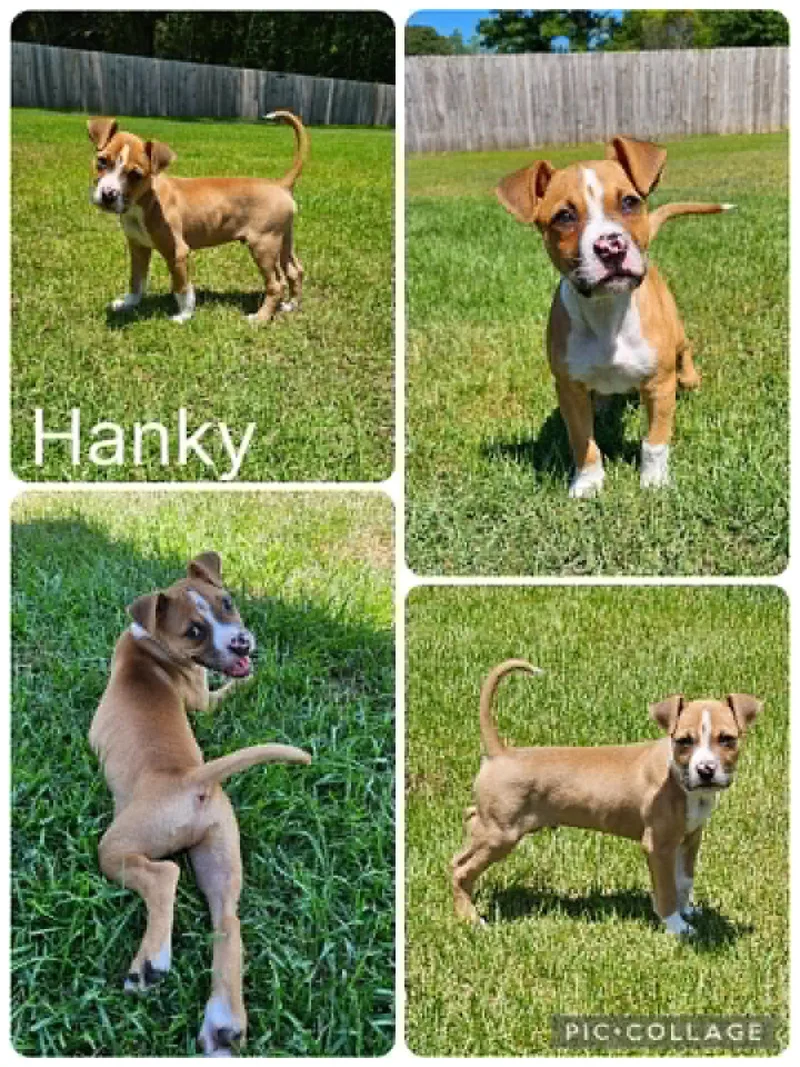 A baby medium-sized male Catahoula Leopard Dog dog named Hanky for adoption in Enterprise, AL