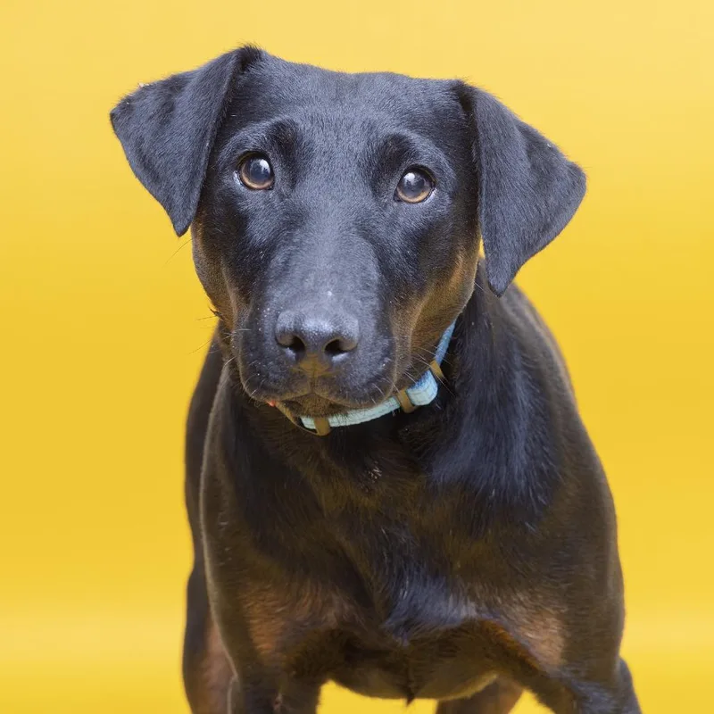 An adult medium-sized female Black Mixed Breed dog named Ethel for adoption in Franklin, TN