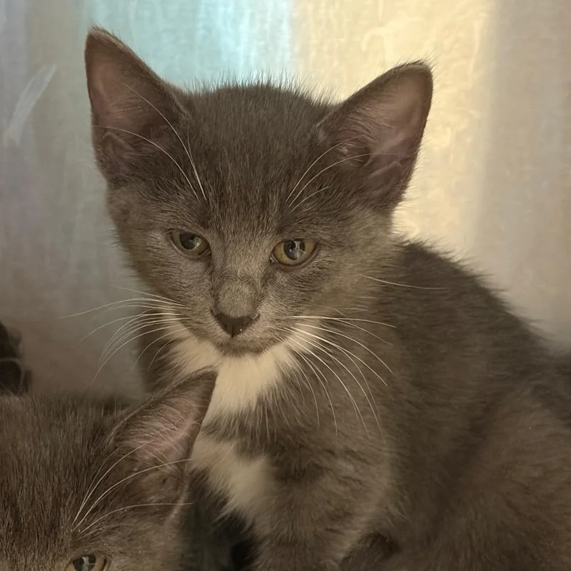Mittens