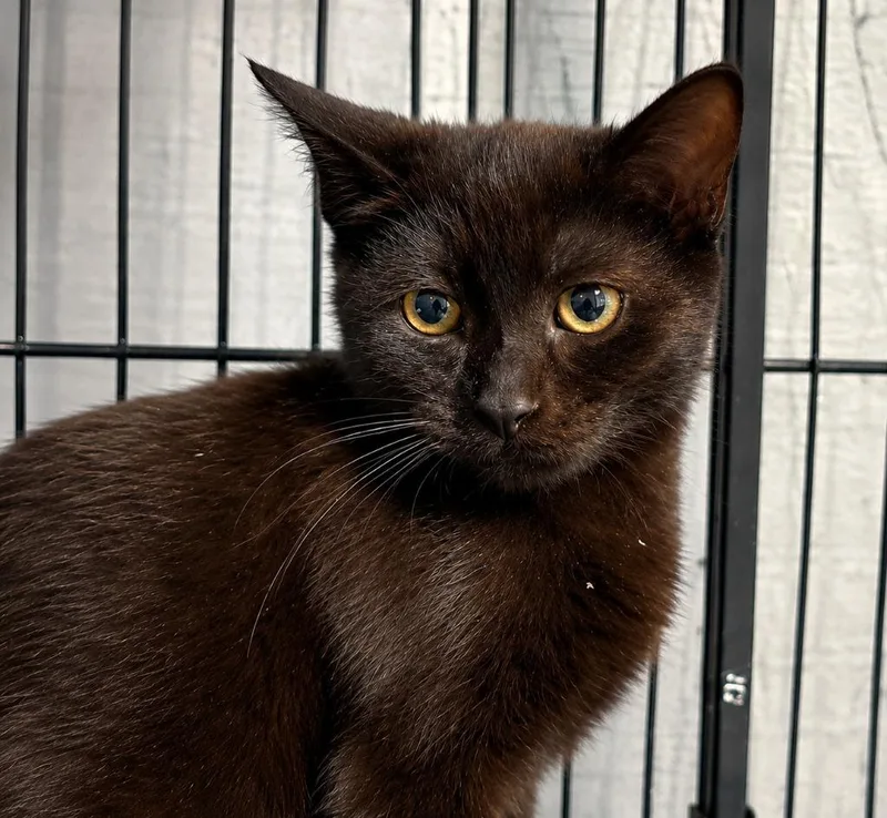 A baby medium-sized female Domestic Short Hair cat named Chloe for adoption in Warren, MI
