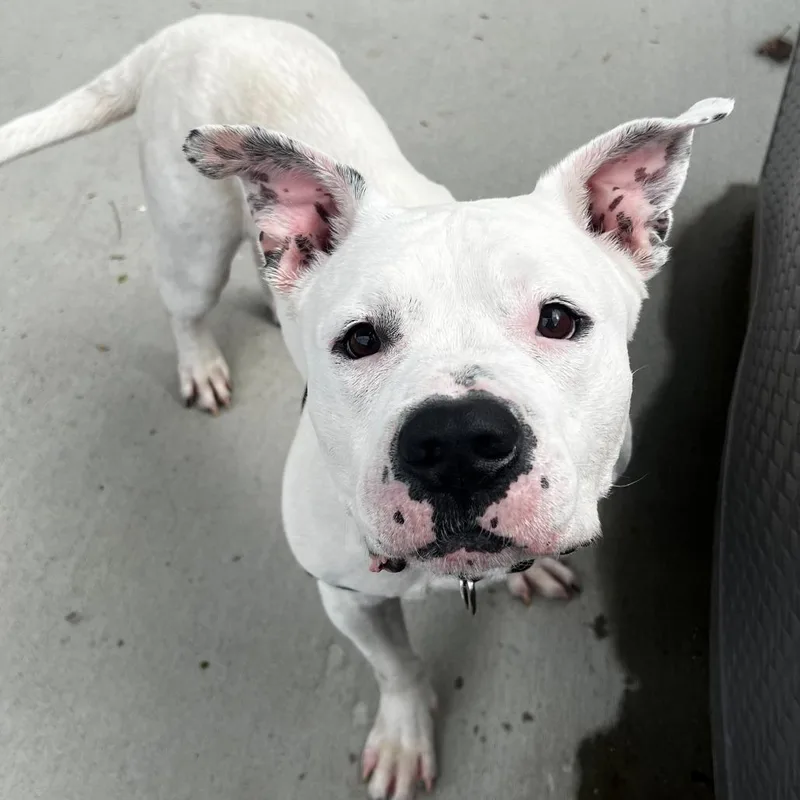 A senior large-sized male White / Cream American Staffordshire Terrier dog named Dakota for adoption in Dover, NH