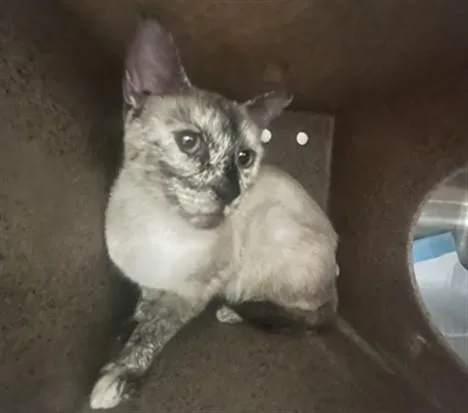 An adult medium-sized female Domestic Short Hair cat named Cartilla for adoption in Rancho Cucamonga, CA