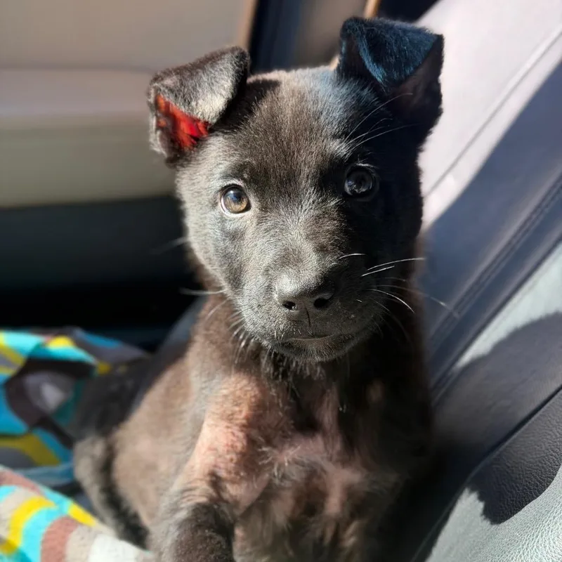 A baby small-sized male Black Labrador Retriever dog named Grimm for adoption in Valparaiso, IN