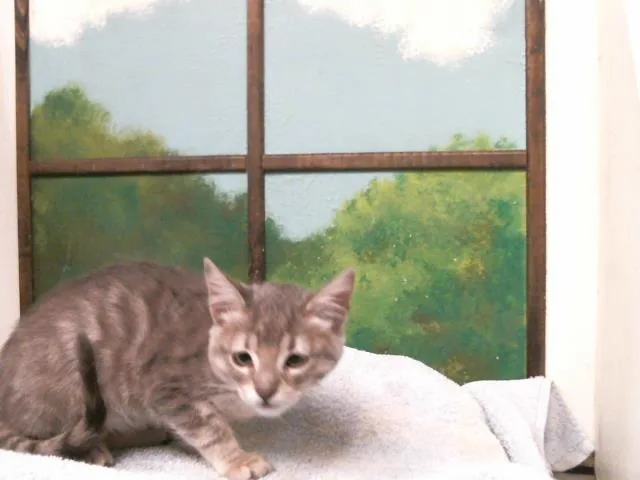 A baby small-sized female Domestic Short Hair cat named Destiny for adoption in Houston, TX