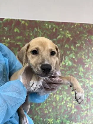 A young small-sized female Shepherd dog named Angelica for adoption in San Antonio, TX