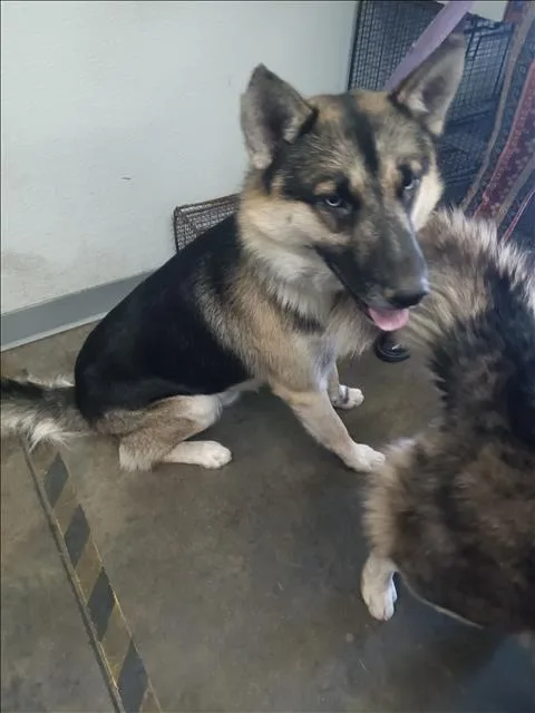 A young large-sized male German Shepherd Dog dog named Charlie for adoption in Los Angeles, CA