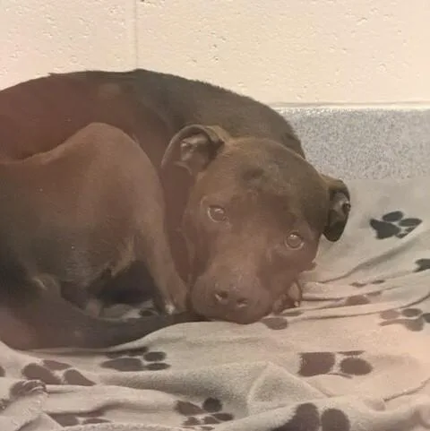 A young medium-sized female Pit Bull Terrier dog named Bella for adoption in Indianapolis, IN