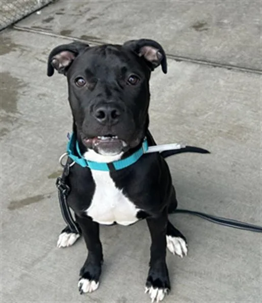 A young medium-sized female Pit Bull Terrier dog named Boston Tea for adoption in Denver, CO