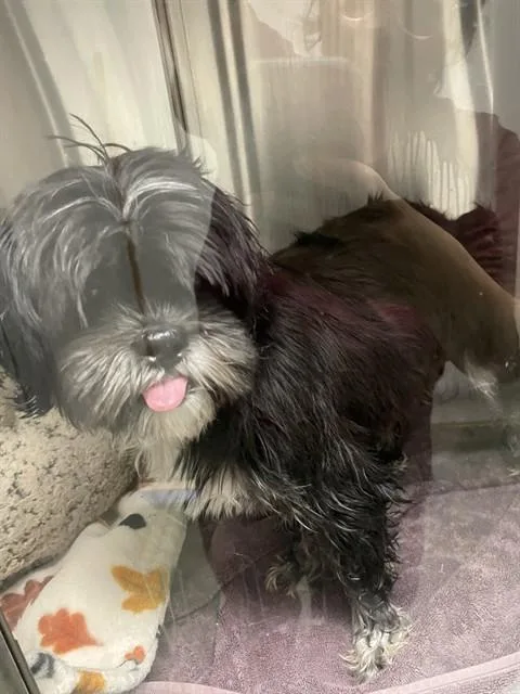 An adult small-sized female Shih Tzu dog named Magic A for adoption in Plano, TX