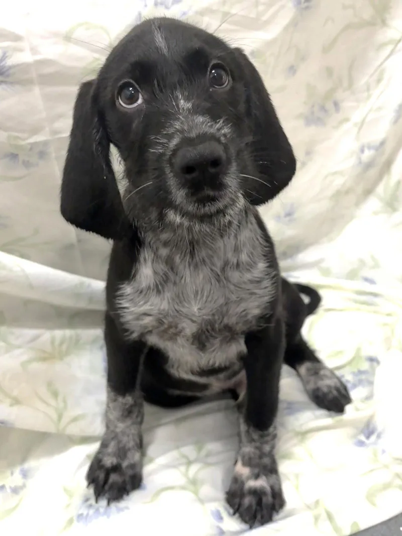 A baby large-sized male German Wirehaired Pointer dog named Martin for adoption in Wetumpka, AL
