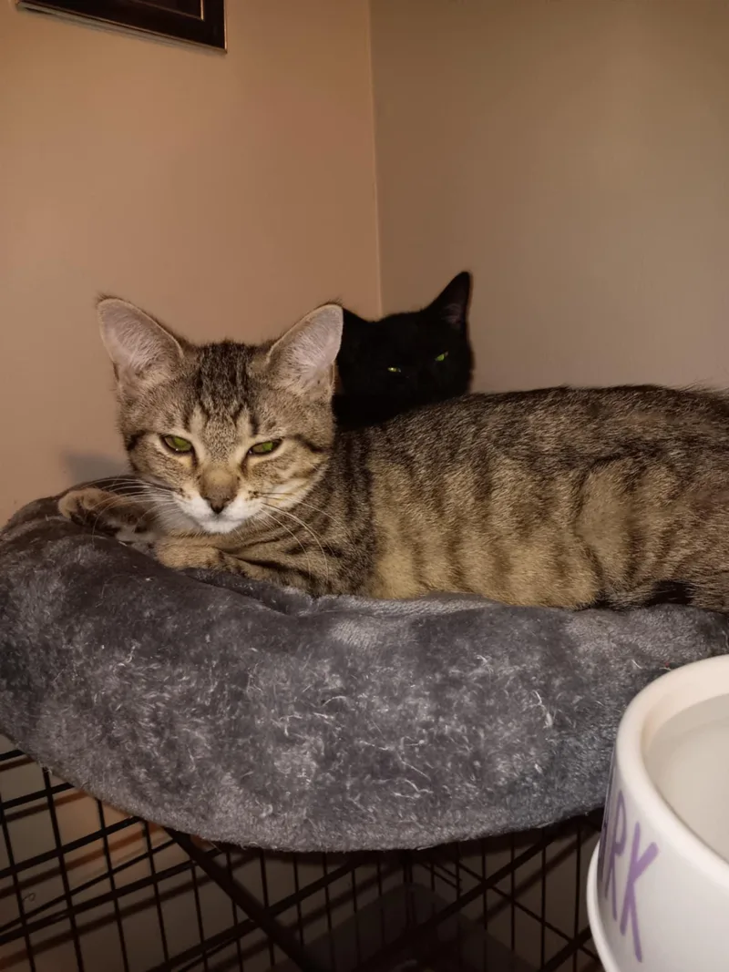 Tiger Lilly Bi thumbnail 2