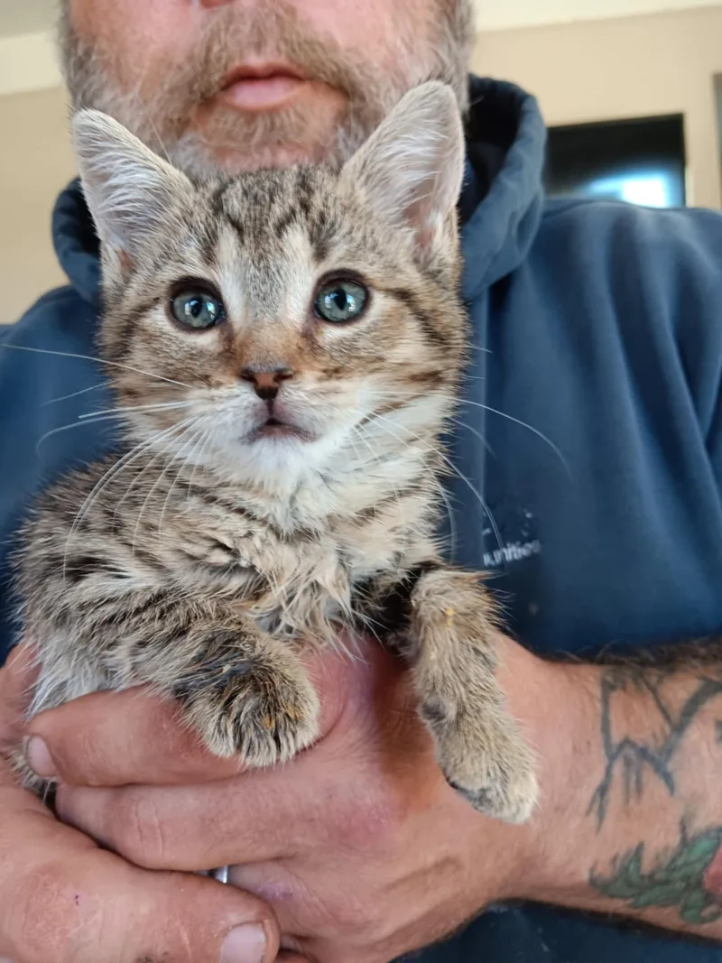 Tiger Lilly Bi thumbnail 3