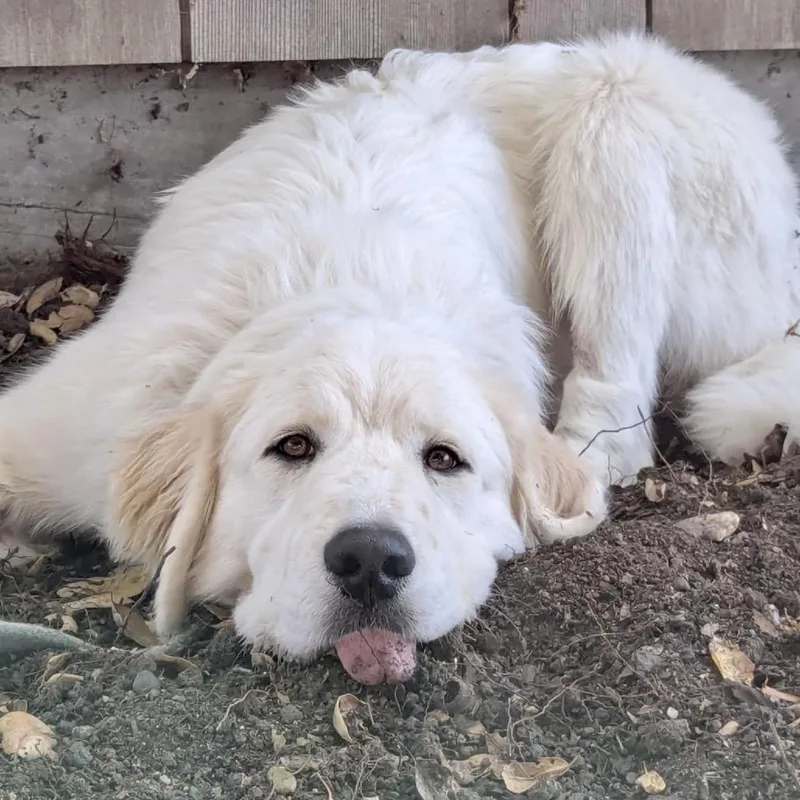 An adult large-sized male White / Cream Great Pyrenees dog named Goose for adoption in Point Richmond, CA