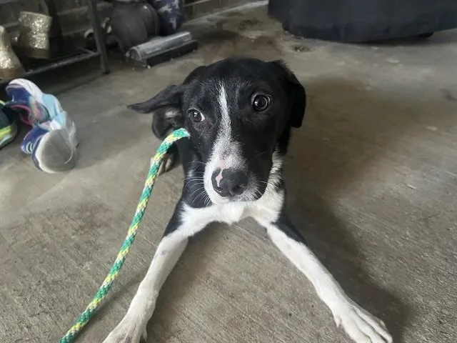 Stella