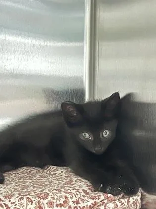 A baby small-sized female Domestic Short Hair cat named A Starlight for adoption in North Charleston, SC