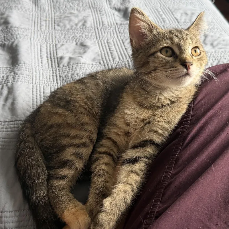 A baby small-sized female Brown / Chocolate Domestic Short Hair cat named Kimball for adoption in Skokie, IL