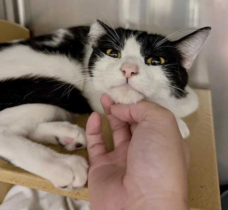 An adult medium-sized female Black & White / Tuxedo Domestic Short Hair cat named Ozark for adoption in San Juan Capistrano, CA