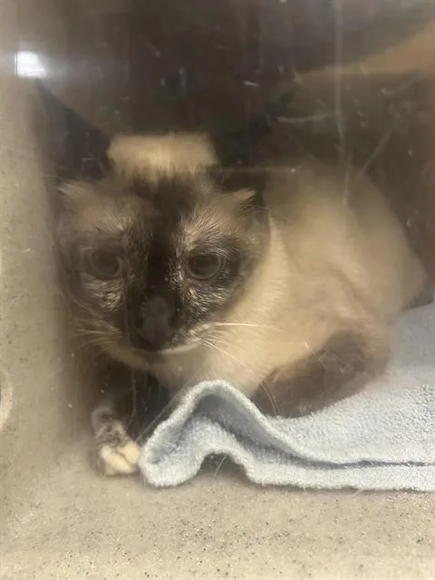 A young large-sized female Domestic Short Hair cat named Borfe for adoption in Kent, WA