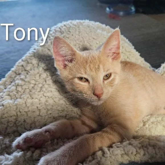 Tony