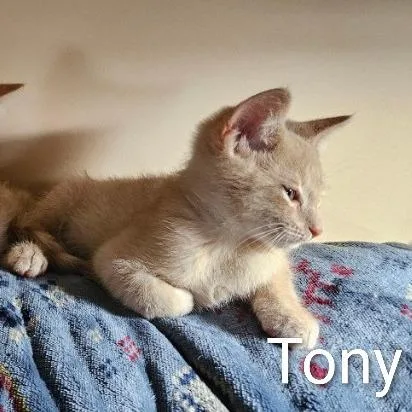 Tony thumbnail 2
