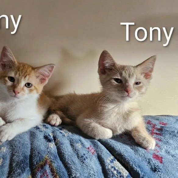 Tony thumbnail 4