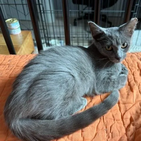 A baby small-sized male Gray / Blue / Silver Domestic Short Hair cat named Bluey for adoption in Chicago, IL