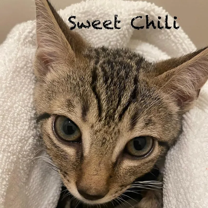 A baby small-sized male Brown / Chocolate Domestic Short Hair cat named Sweet Chili A for adoption in SANTA ROSA BEACH, FL