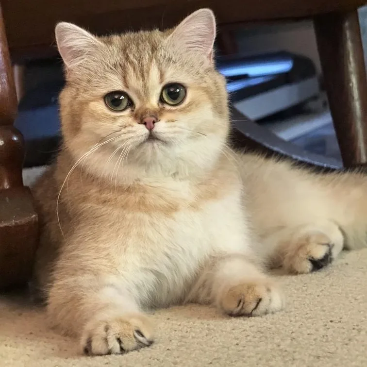 A young medium-sized female Buff / Tan / Fawn British Shorthair cat named Ophelia  A Beautiful for adoption in Kirkland, WA