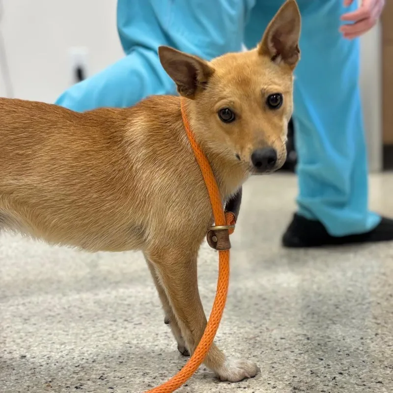 A young small-sized female Yellow / Tan / Blond / Fawn Carolina Dog dog named Pinto for adoption in Nashville, IN