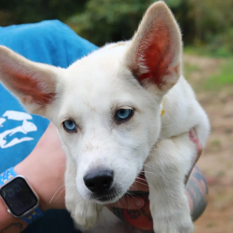 A baby small-sized female Shepherd dog named CT Penne for adoption in Eastford, CT