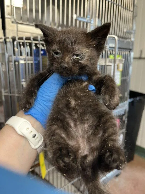A baby small-sized male Black Domestic Short Hair cat named Midnight for adoption in Woodland, CA