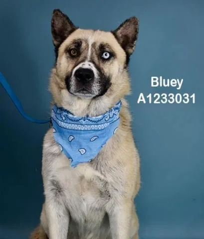Bluey  Urgent!