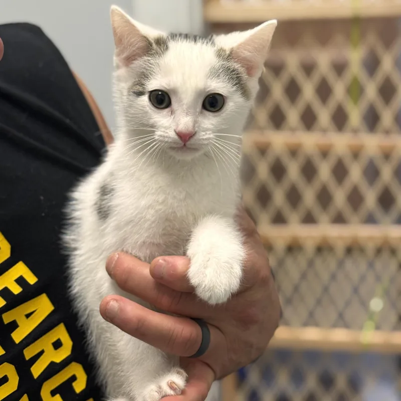 A baby medium-sized male White Domestic Short Hair cat named Iggy for adoption in Wilmington, OH