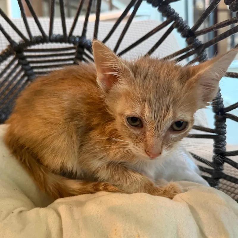 A baby small-sized male Buff / Tan / Fawn Domestic Short Hair cat named Rigatoni for adoption in Flower Mound, TX