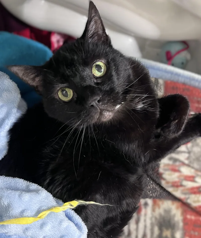 A senior medium-sized female Black Domestic Short Hair cat named Jackie for adoption in Rocky Hill, CT
