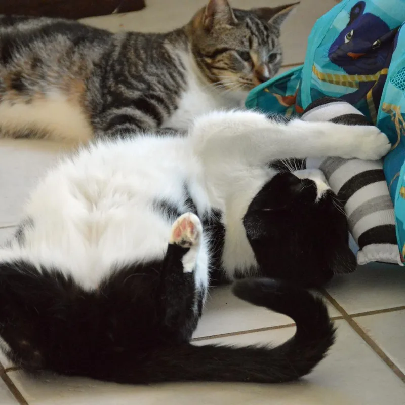 Shortbread thumbnail 4