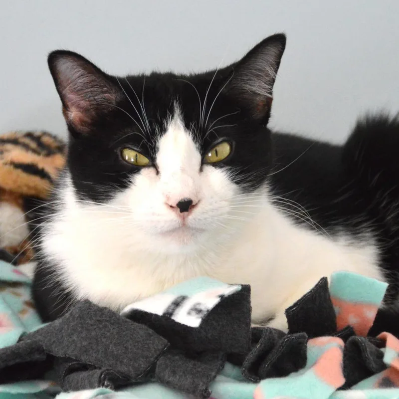 Shortbread thumbnail 5