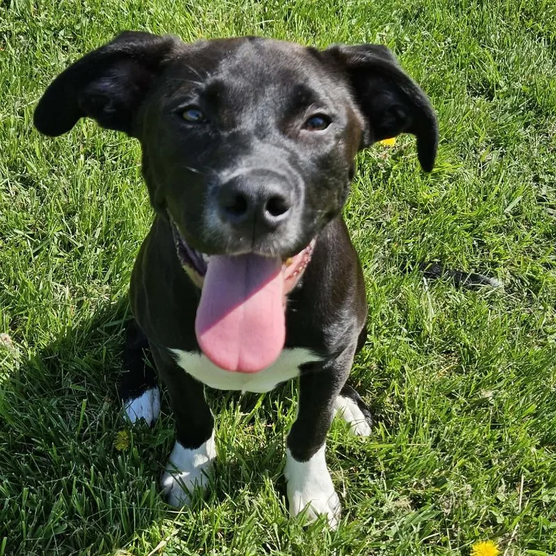 A baby large-sized male Black Labrador Retriever dog named Zipper for adoption in Indianapolis, IN