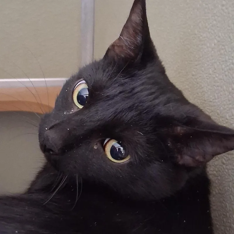 An adult medium-sized female Black Domestic Short Hair cat named Voodoo for adoption in Deerfield, IL