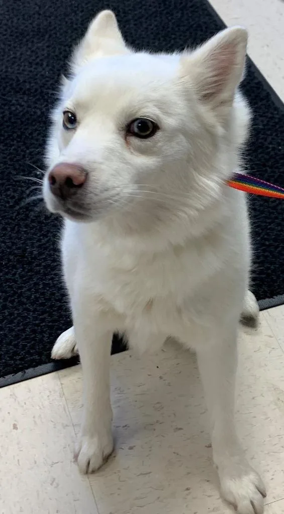 An adult medium-sized female American Eskimo Dog dog named Freya for adoption in Rock Springs, WY