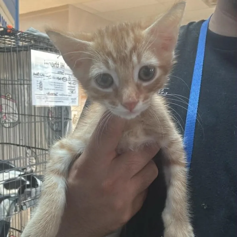 A baby small-sized male Orange / Red Domestic Short Hair cat named Dolby Chino Hills for adoption in Chino Hills, CA