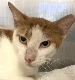An adult medium-sized male Domestic Short Hair cat named Tiger for adoption in Brenham, TX