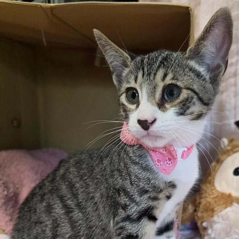 A baby medium-sized male Domestic Short Hair cat named Remedy for adoption in Wiggins, MS
